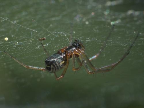 Frontinellina frutetorum